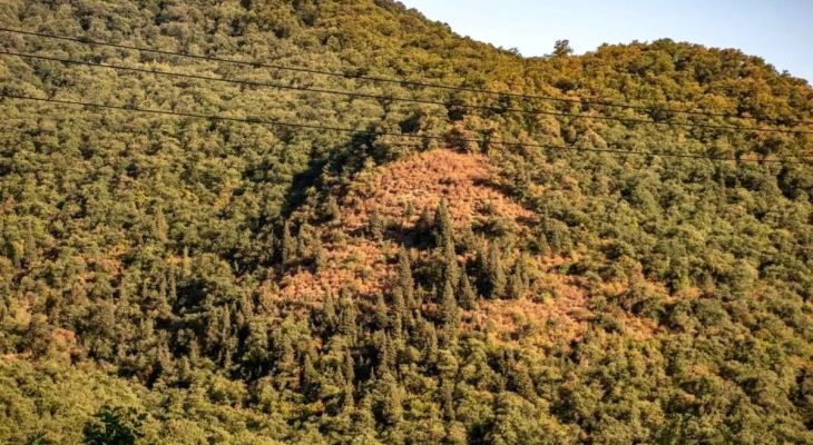 خشکسالی در جنگل‌های هیرکانی گلستان